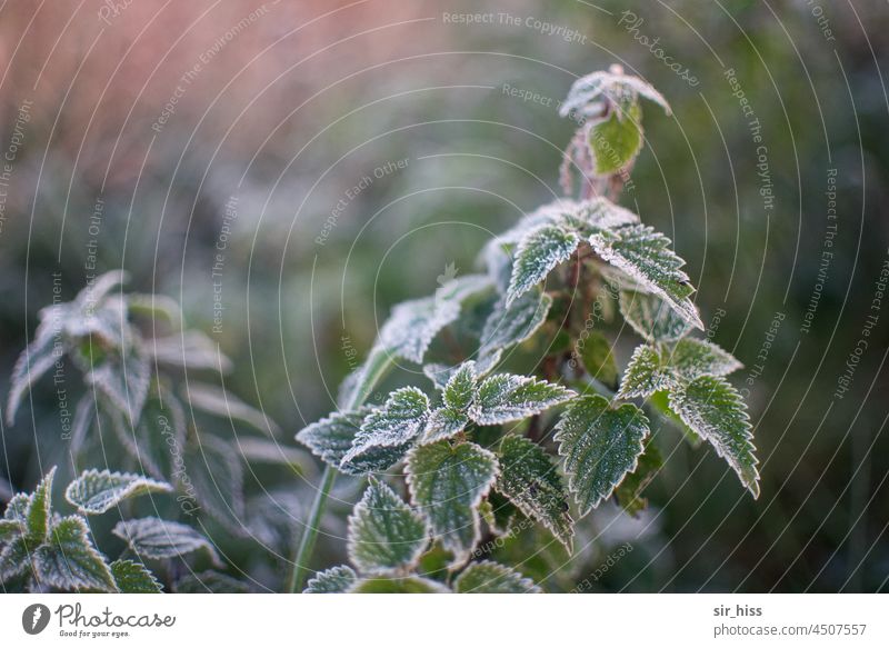 UT Teufelsmoor|Brennessel in hoarfrost stinging nettle hoar frost Green Plant Dawn Morning fog in autumn leaves morning dew