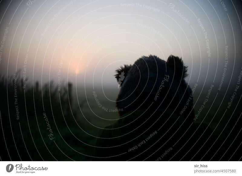 UT Teufelsmoor|Bear in the wild Meadow Morning fog Dawn Landscape Sunrise cryptic Strange