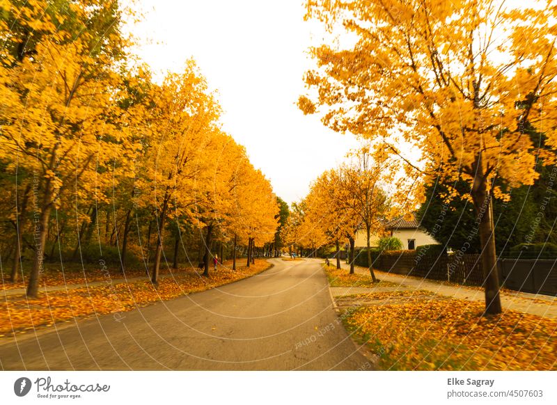 Autumn leaves - avenue trees ... Leaf Autumnal colours Colour photo Yellow Deserted Multicoloured Exterior shot Automn wood Day