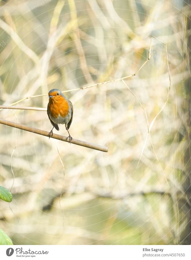 Robin in front of defuss background Bird Photography Animal Nature Robin redbreast Deserted Shallow depth of field Exterior shot Colour photo Animal portrait