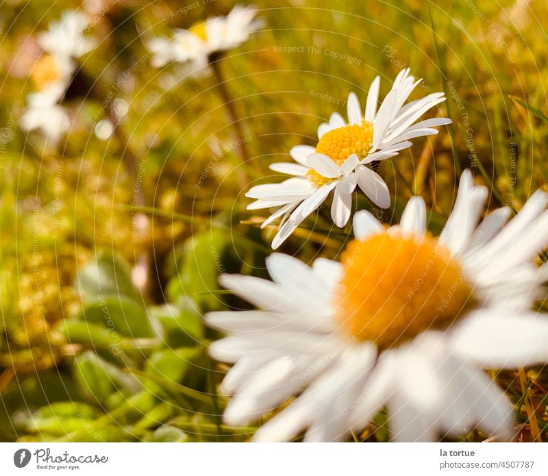 flower meadow Flower Flower meadow macro Daisy Summer Spring Spring flower Meadow White Grass Exterior shot Yellow Close-up Blossoming pretty Nature