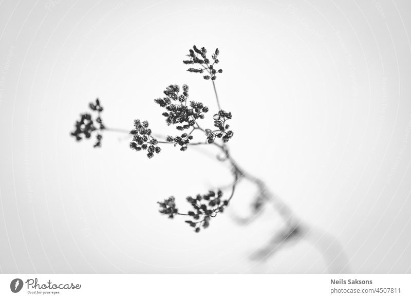 dry grass on white snow background. Minimal black and white banner beautiful beauty bloom blossom blue board bouquet branch card catholic celebrate christmas
