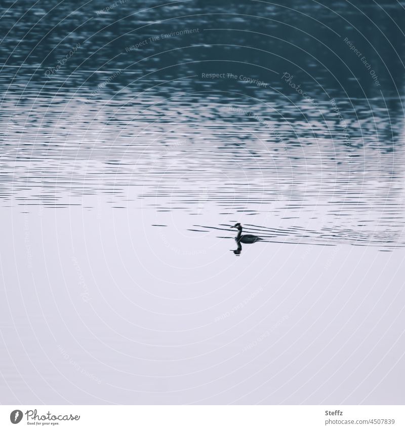 Silence by the lake | the shadow blurs contours | in twilight silent Shadow Lake Twilight waterfowl tranquillity dim light Crested grebe shadowy Dim especially