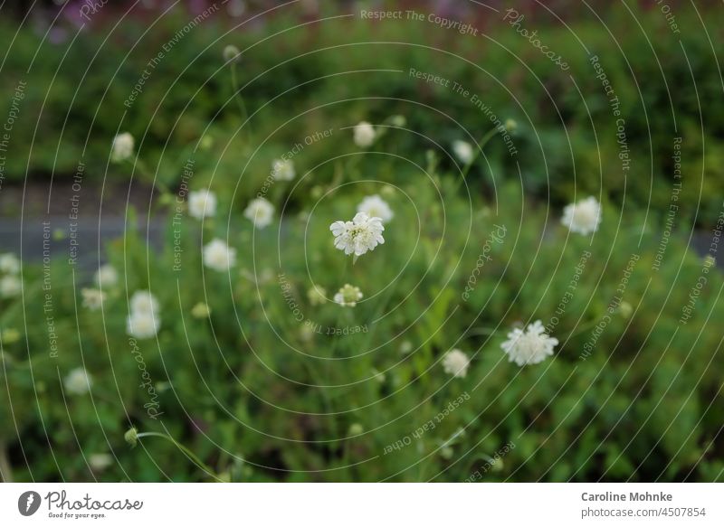 White flowers on green wayside Meadow Green Nature Plant Blossom Flower Summer Blossoming Garden Colour photo Spring Exterior shot Flower meadow Grass