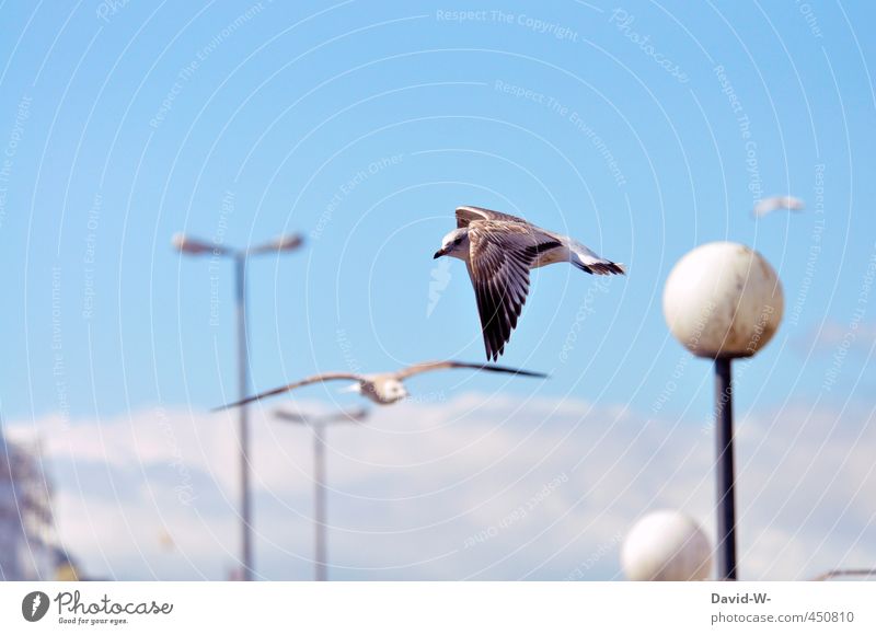 flying Summer Sky Port City Wild animal Bird Wing Seagull 1 Animal 2 Flying Looking Blue Environment Attentive Colour photo Multicoloured Exterior shot