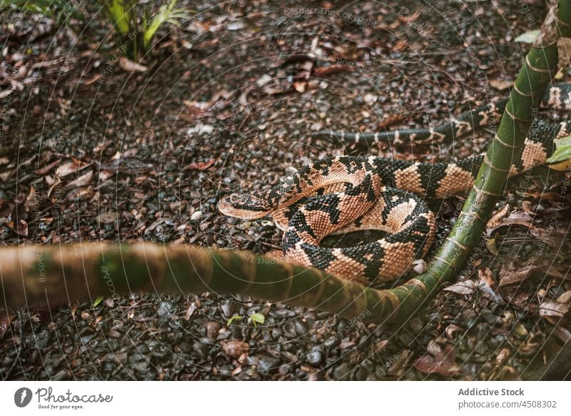 Southern American bushmaster snake in nature venom lachesis muta danger reptile animal wild crawl habitat creature southern american bushmaster zoology ground