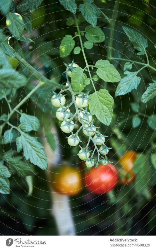 Bunch of cherry tomatoes growing on plant branch agriculture farm cultivate unripe vegetable farmyard countryside vegetate growth plantation farmland flora stem