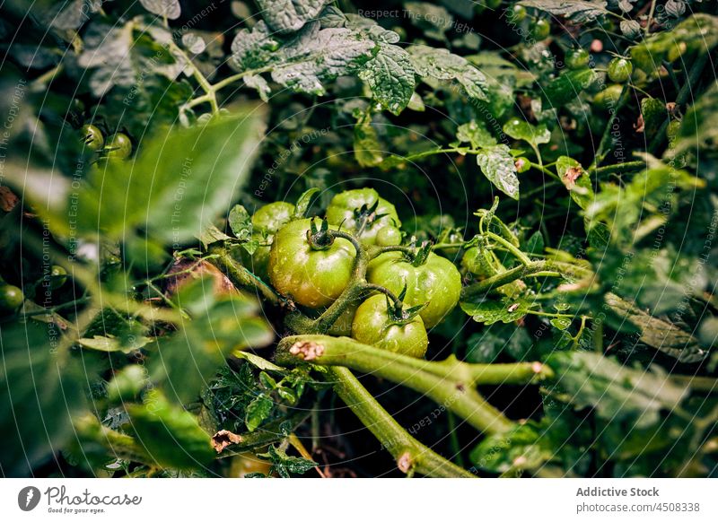 Green tomatoes growing on branches in farm unripe agriculture cultivate agronomy plant vegetable field countryside food twig plantation solanum lycopersicum