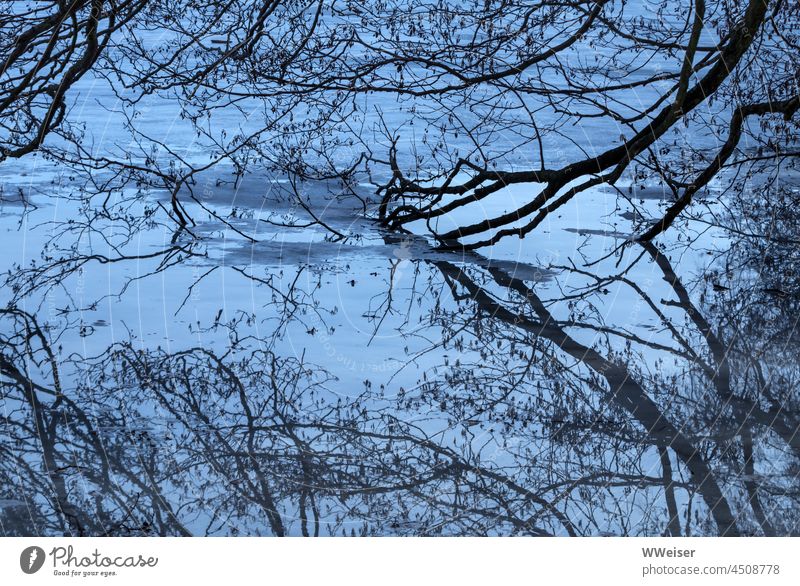 The old tree dips its branches into the icy water of the wintry lake Nature reflection Lake Ice Winter Tree Abstract Blue Twilight twilight Cold chill twigs Wet