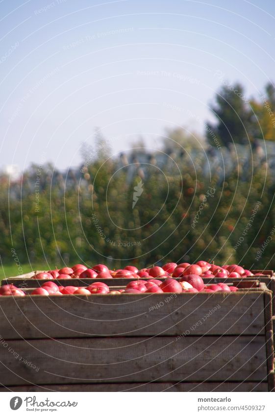 New harvest Apple Fruit Food Nature Fresh Delicious Juicy Harvest Red cute Autumn Environment naturally Agriculture apple grower Plantation Contrast