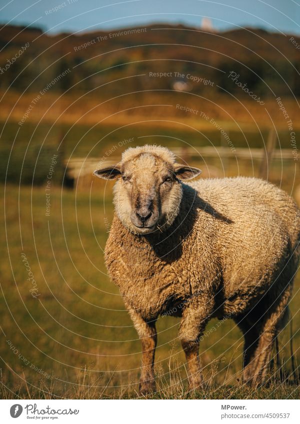 wool dispenser Sheep Animal Animal portrait Willow tree Wool Meadow Farm animal Agriculture Deserted Pelt