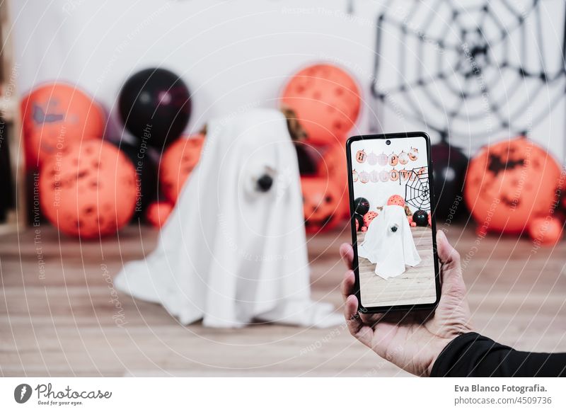 unrecognizable woman hand taking picture with mobile phone to dog wearing ghost halloween costume at home. Halloween decoration party jack russell mexican