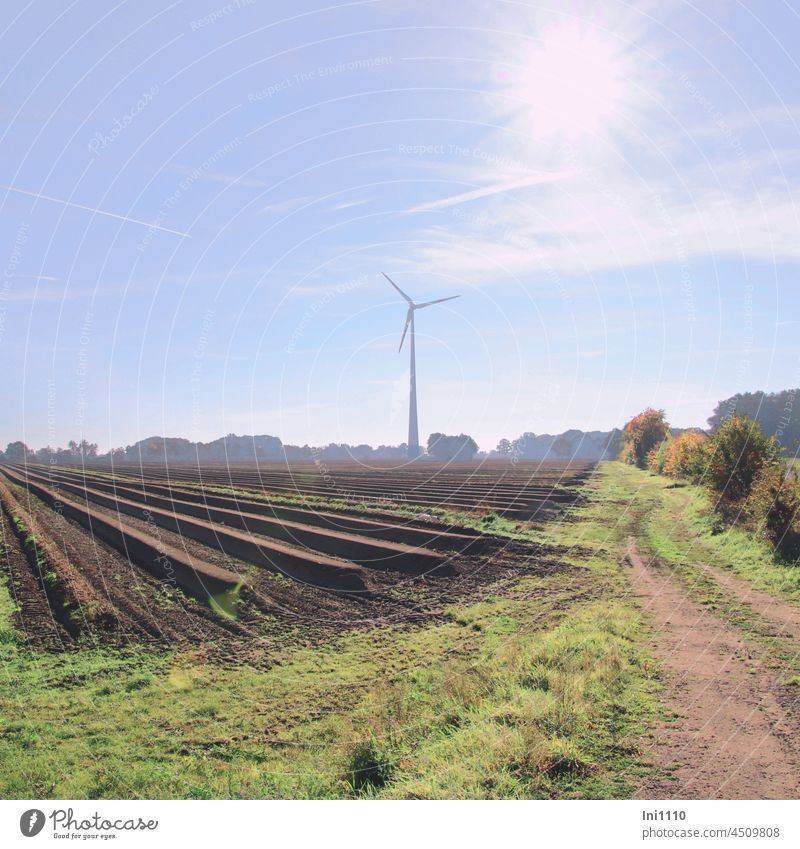 Asparagus dams on the field with wind turbine in the background Autumn beautiful autumn weather Agriculture vegetable gardening planting next season series