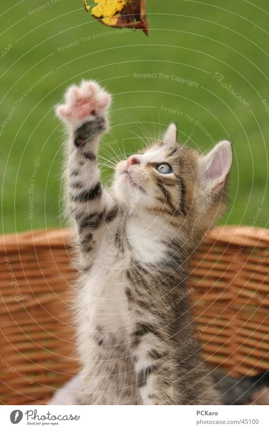 playful kitten Playing Cat Basket Sweet Paw Domestic cat man