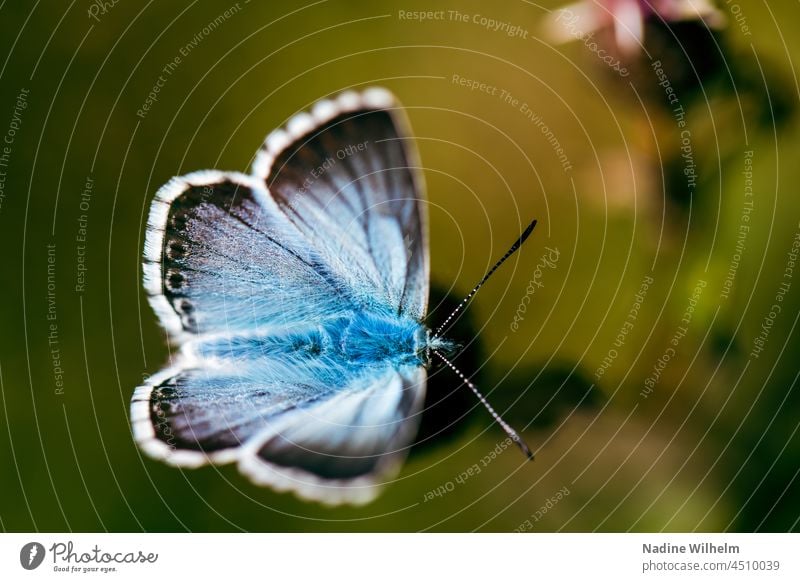 Male Sky Blue Sky blue bluet Butterfly Nature Insect Grand piano Macro (Extreme close-up) butterflies butterfly wings naturally daylight Summer blurriness