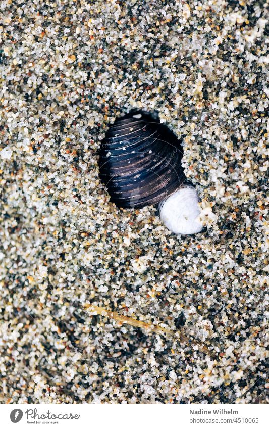 Shells in the sand Mussel Sand Beach Ocean Vacation & Travel Water coast Stone Close-up Summer Nature Relaxation Exterior shot Colour photo Lake naturally