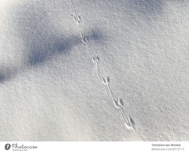 Animal tracks in the snow with sunlight and shadow Winter White Cold Snow Snow layer Snow track Winter mood Tracks Shadow Light Winter's day Nature Contrast