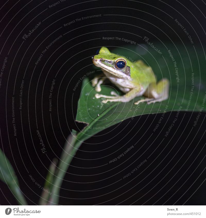 The Frog King Nature Wild animal 1 Animal Observe Sit Cute Green Peaceful Colour photo Close-up Copy Space left Copy Space bottom Night Artificial light