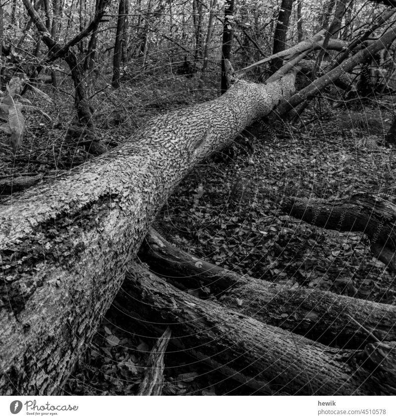 Fallen log Tree trunk Log Forest Nature black-and-white Diagonal Untouched Decline