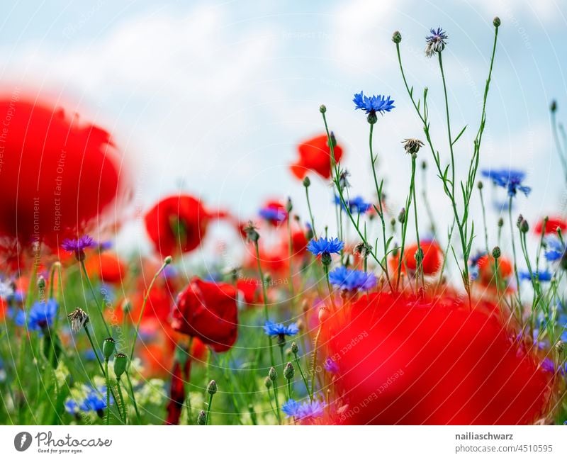 Flower Field. variegated Shallow depth of field Landscape Spring Wild plant Nature Summer Plant Environment Blossom Red Meadow naturally Corn poppy Romance