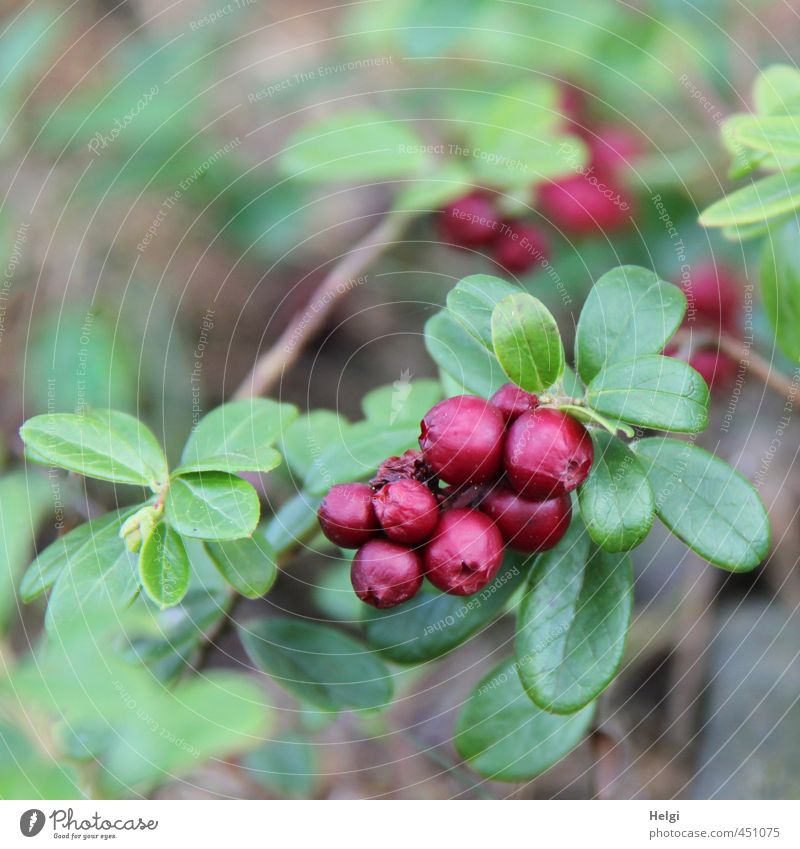 wild berry Fruit Cowberry Environment Nature Summer Plant Bushes Leaf Wild plant Forest Growth Esthetic Authentic Healthy Small Natural Round Brown Green Red