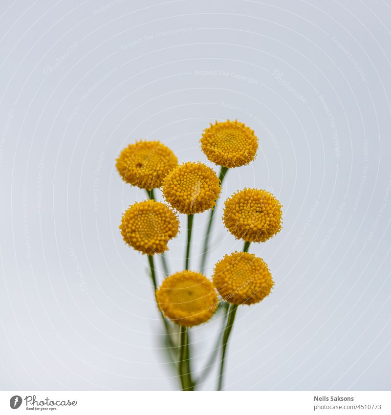 Tanacetum vulgare flowers isolated on bright background alternative beautiful beauty bitter bitter buttons bloom blooming blossom botany closeup color colorful