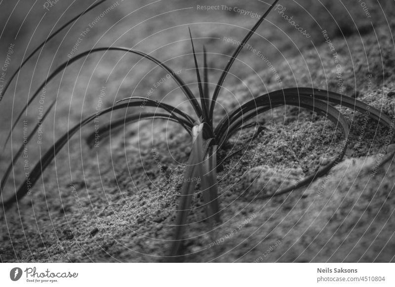 grass grow in gravel black and white. Natural shapes of grass stems on rough background abstract alone beach beach grass brown country countryside dead drought