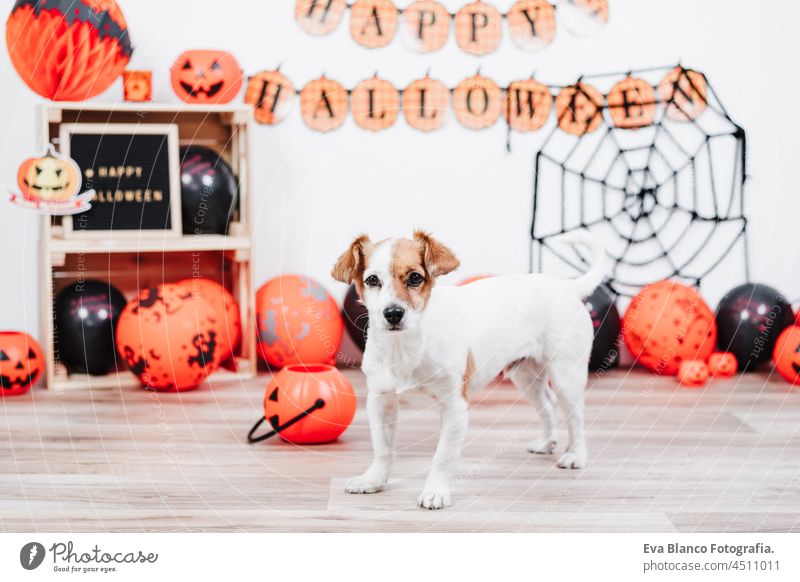 cute jack russell dog at home lying in front of Halloween party decoration with garland, orange balloons and net halloween costume pumpkin small beautiful