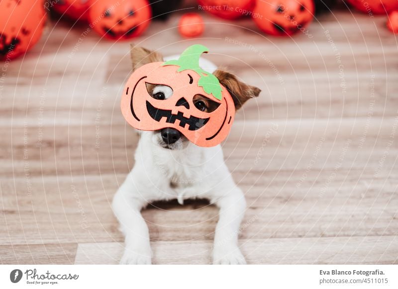 cute jack russell dog at home wearing Halloween pumpkin costume. Halloween party decoration halloween orange small beautiful adorable boo pedigree obedient