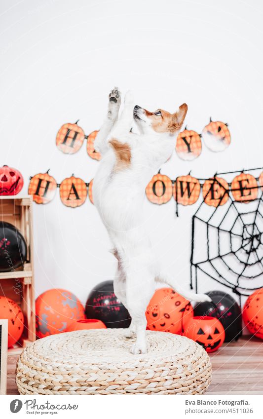 funny jack russell dog at home during Halloween standing on two legs on stool asking for treats. Halloween party decoration with garland, orange balloons and net