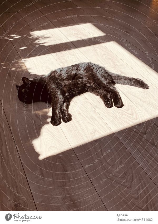Black cat sleeping on the floor Cat black cat Sunlight sleeping cat shiny
