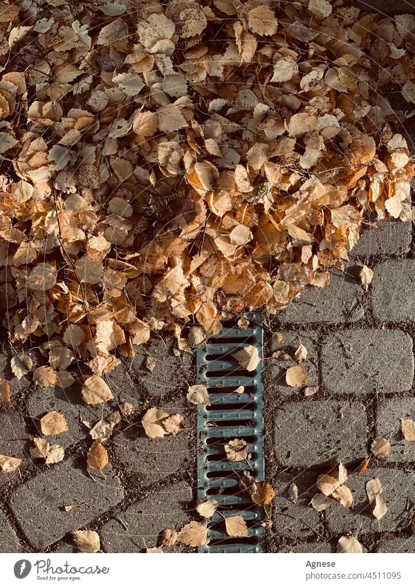 Autumn leaves Autumnal fall Pavement Gutter Yellow Leaf October