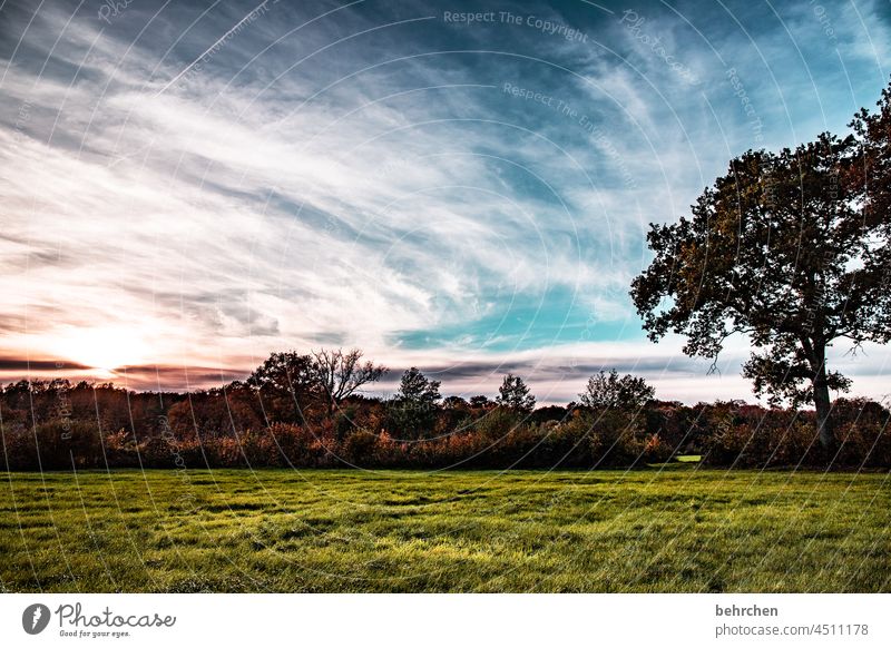 Relax Clouds Colour photo Calm Environment Landscape Sky Nature Meadow Seasons Field trees silent Weather Deserted Idyll Exterior shot Agriculture acre