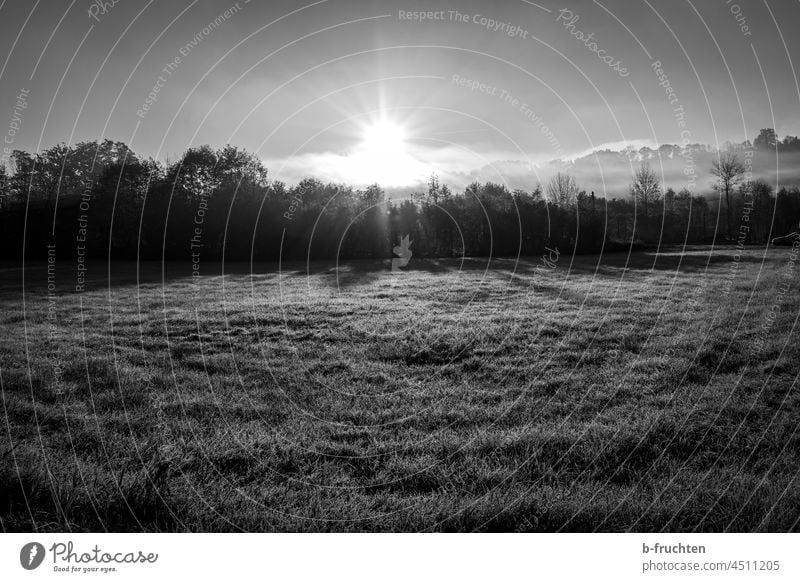 Meadow and forest in the morning sunlight Forest Field Grass Sunlight Morning morning mood Black & white photo Exterior shot Deserted Nature Environment Sunrise
