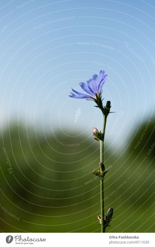 Blooming stem of chicory at meadow. The roots of this wildflower is used for alternative coffee drink. Unfocused summer meadow, green vegetation and blue sky at background. Selective focus.