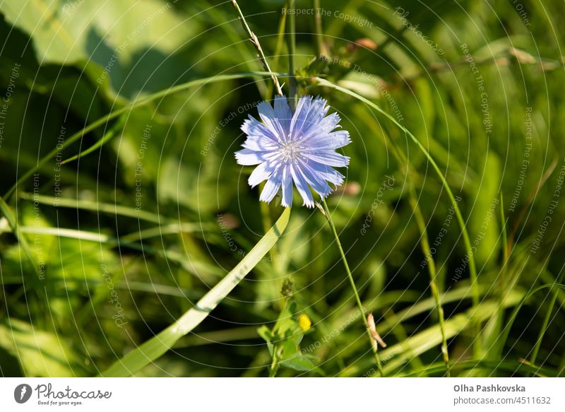 One cichorium flower with lush vegetation and grass. This blue colored wildflower is used for alternative coffee drink. Unfocused grasshopper and green leaves of various plants at background. Summer season.