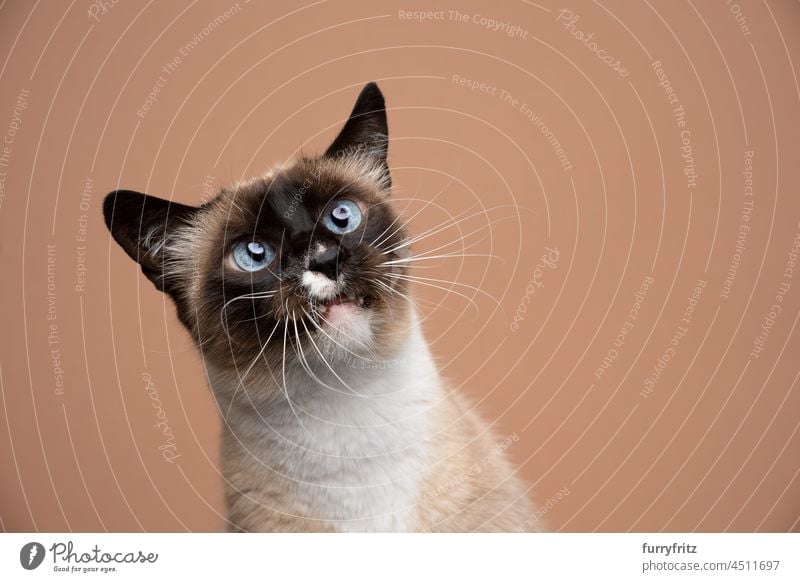 curious siamese cat with blue eyes looking up on fawn colored background pets feline seal point chocolate point beautiful studio shot copy space portrait
