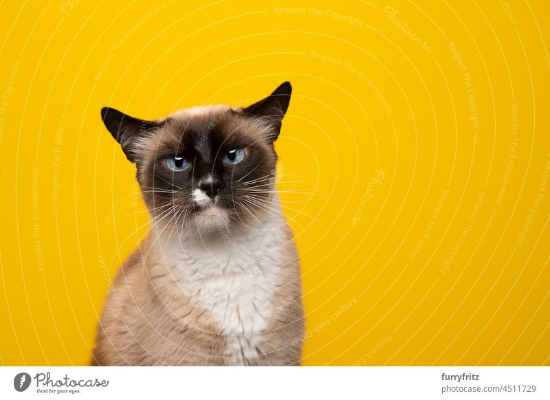 siamese cat with blue eyes looking at camera on yellow background pets feline seal point chocolate point beautiful studio shot copy space portrait purebred cat