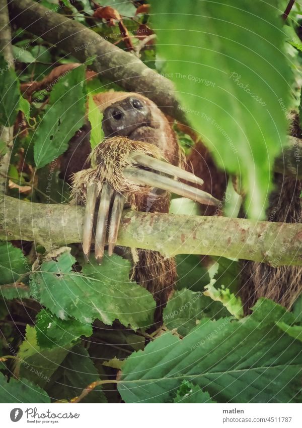 Sloth in the tree Tree Sleep leaves Nose Claw Animal Animal portrait Day Cute Animal face Exterior shot