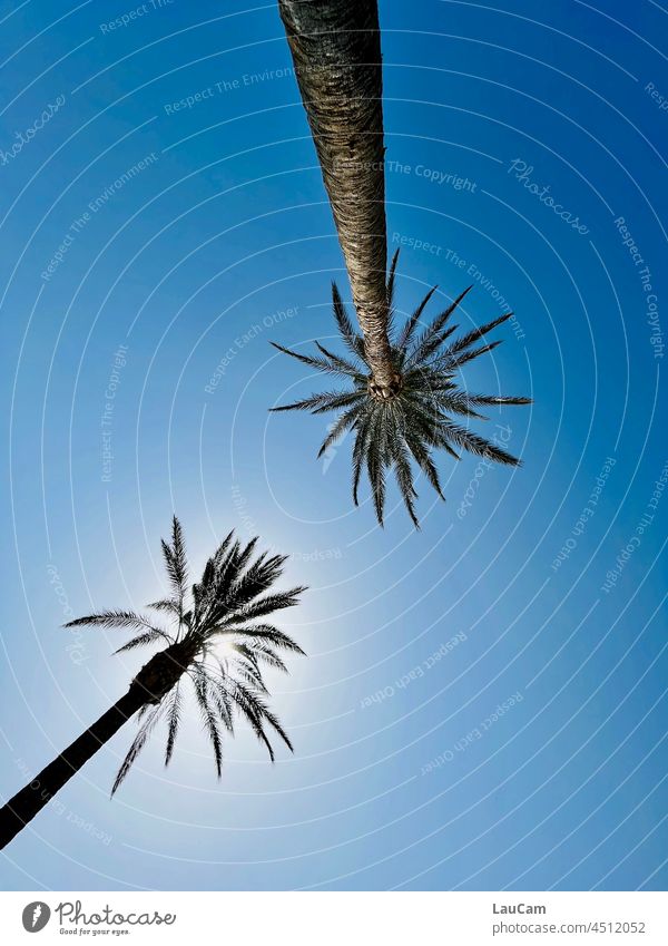 Under palm trees Palm tree palms Sky Sun Blue Sky blue warm sunny Tropical tropical-like climate Weather Climate Climate change Long Tall trunk Canaries