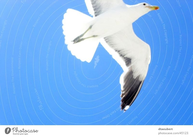 freedom Seagull White Peace Black Animal Bird Infinity Summer Transport Blue Nature Sky Flying Freedom