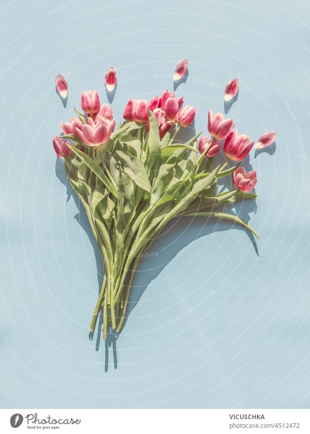 Tulip bouquet with pink petals on pale blue background. Springtime flowers. Top view. tulip springtime top view above beautiful beauty birthday bloom blossom