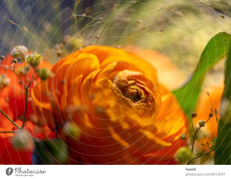 Troll flower with gypsophila Globeflower Flower Nature Close-up Orange Buttercup Blossom Plant