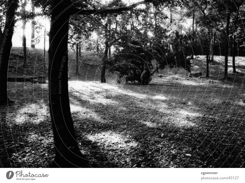 park trees* Tree Park Shadow Black & white photo