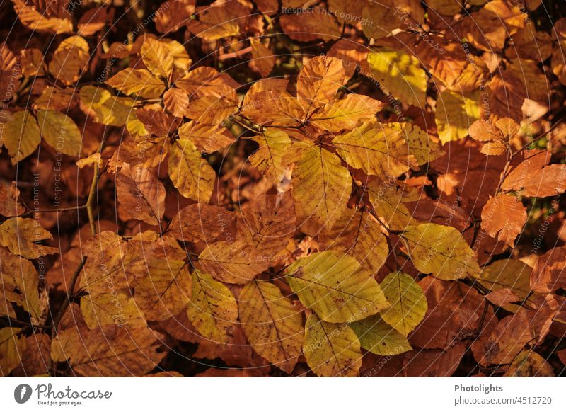 Beech leaves in autumn colours Beech tree Autumn colors Forest Tree Nature Yellow Orange Brown Exterior shot Autumnal Colour photo Automn wood Seasons