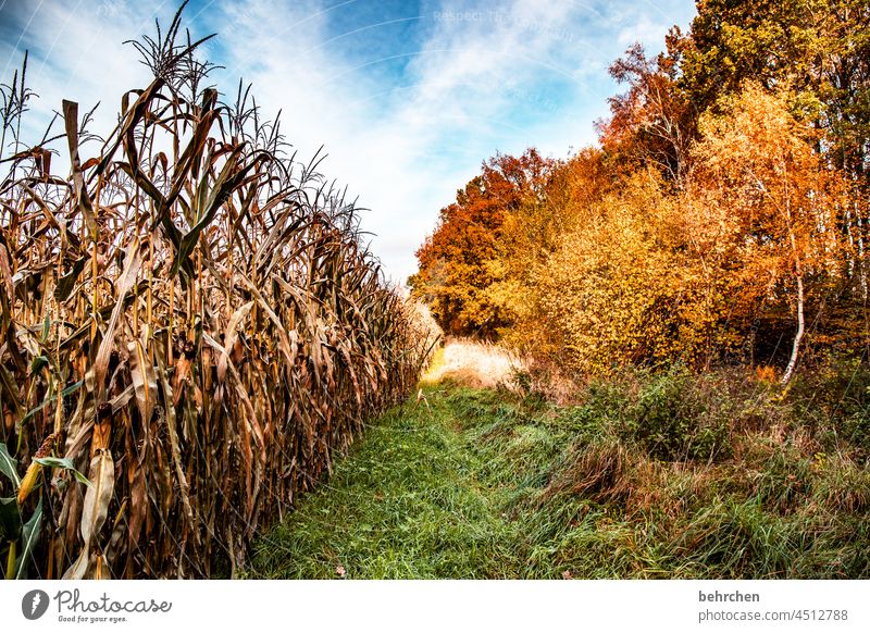 PopCorn Sun Sunlight grasses Autumn leaves Branches and twigs Autumnal landscape pretty idyllically Home country acre Agriculture Exterior shot Idyll Deserted
