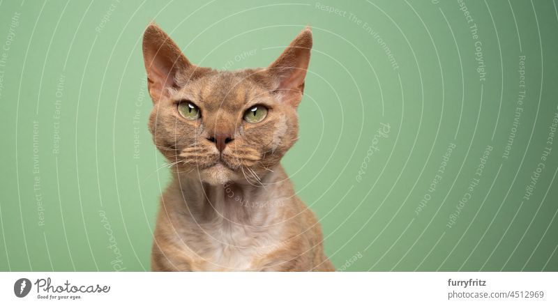 lilac fawn devon rex cat with green eyes  portrait on green background purebred cat pets one animal indoors studio shot shorthair cat curly brown light brown