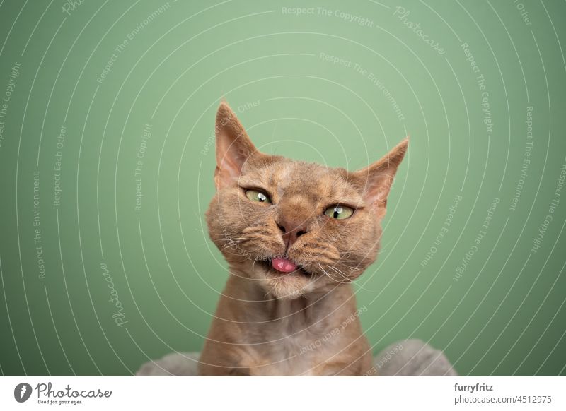 devon rex cat making funny face sticking out tongue on green background purebred cat pets one animal indoors studio shot green eyes shorthair cat curly brown