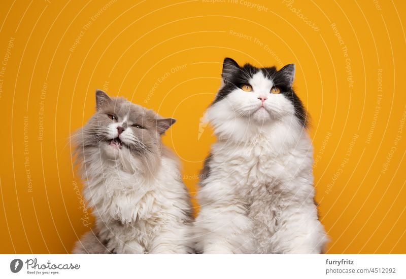 two fluffy british longhair cats side by side grooming licking fur looking funny and silly purebred cat pets indoors two animals studio shot yellow