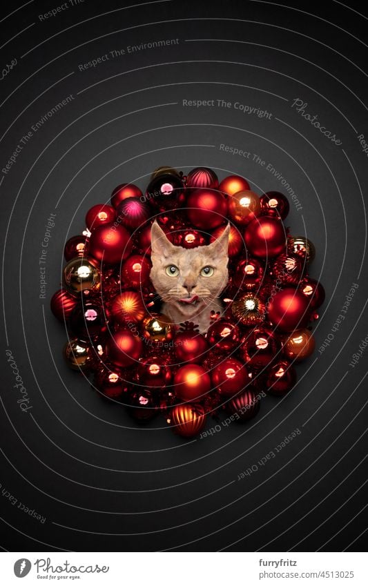 cat xmas card portrait with copy space. fawn devon rex cat sticking head through christmas wreath with red baubles on black background looking at camera sticking out tongue
